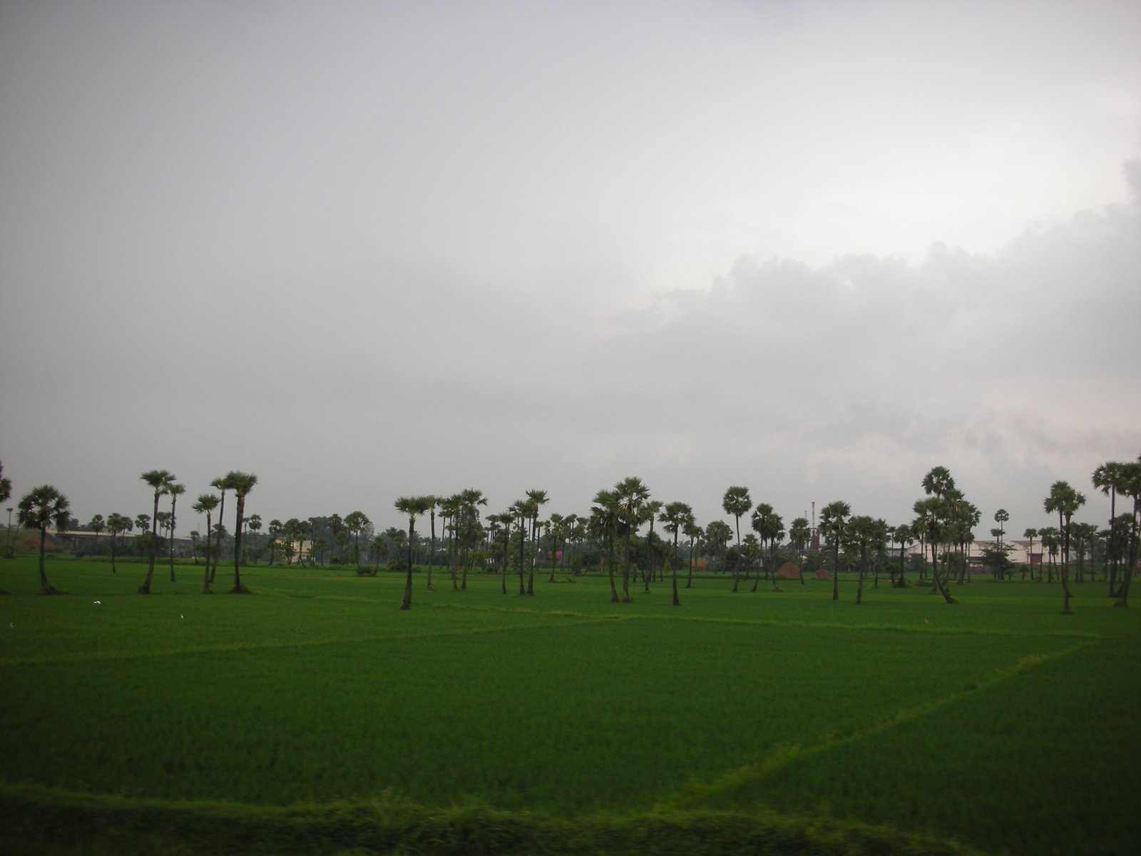 Godavari Delta Canal Network and Konaseema Coconut Groves