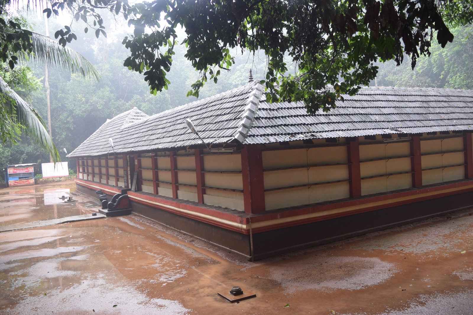 Sacred Forest Canopy at Iringole Kavu Perumbavoor