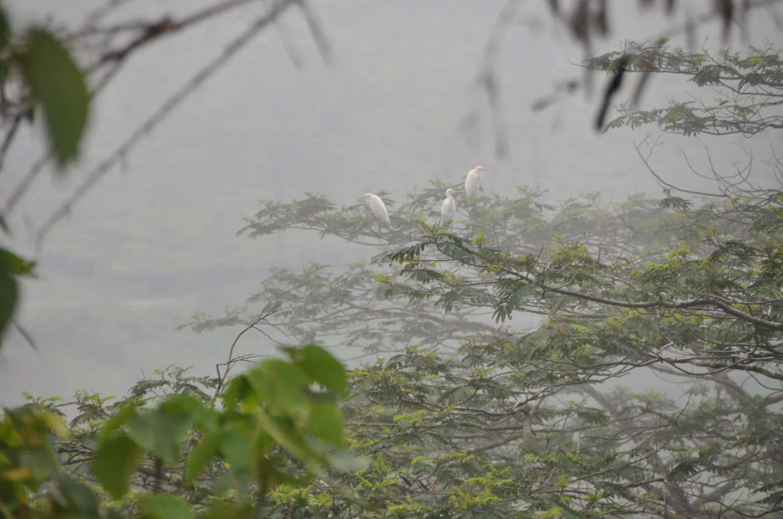 Vagamon Meadow Lake Boating and Green Mound Vistas