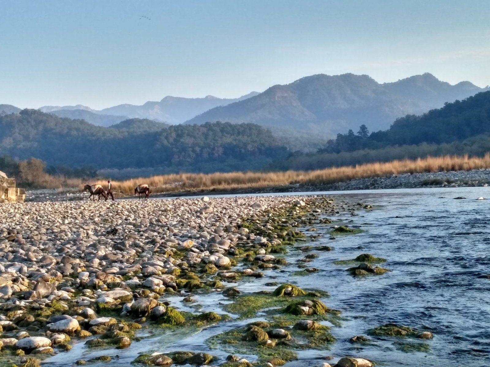 Dhikala Grasslands and Kosi River Basin