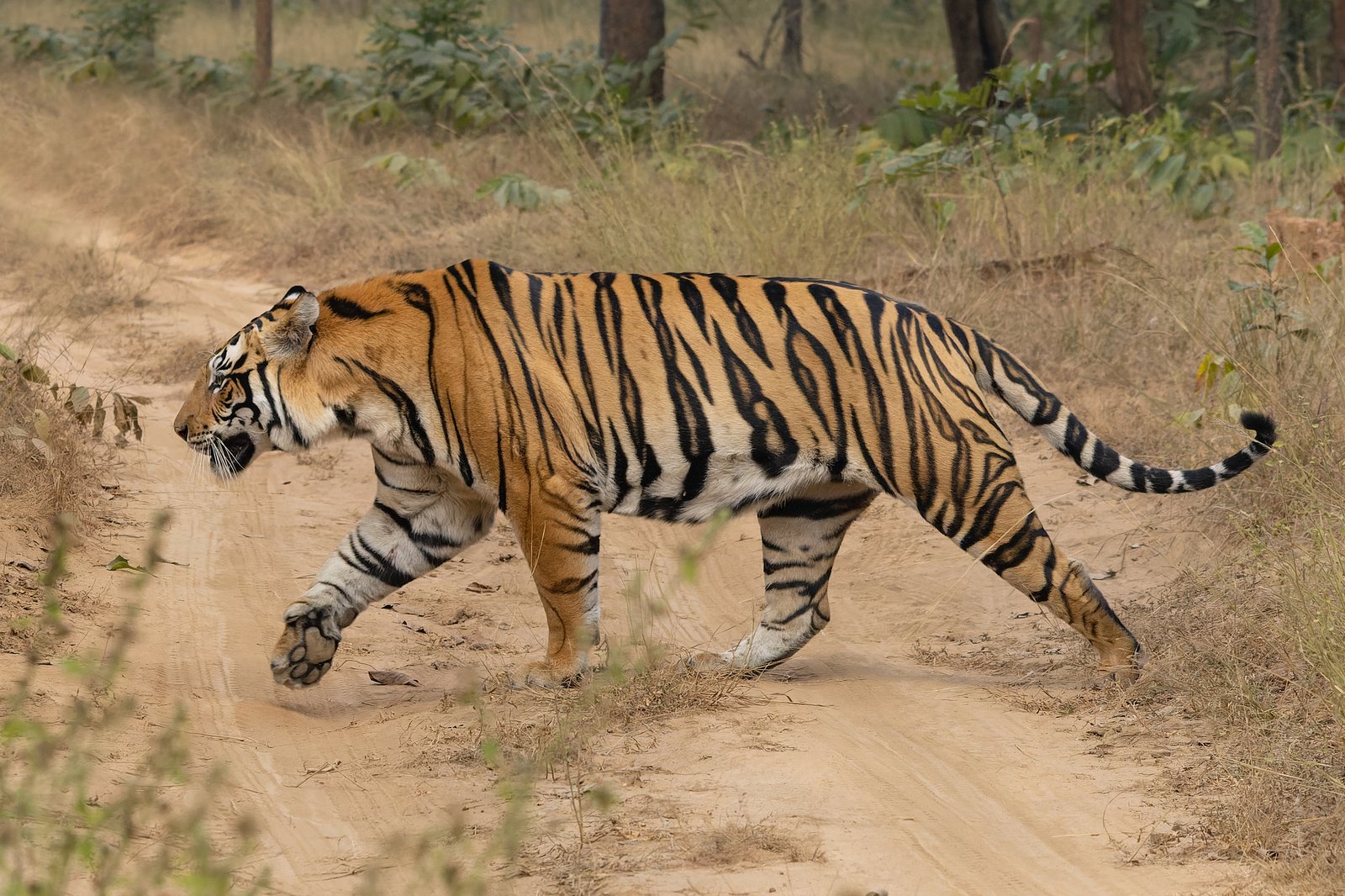 Sanjay Dubri National Park and Tiger Reserve