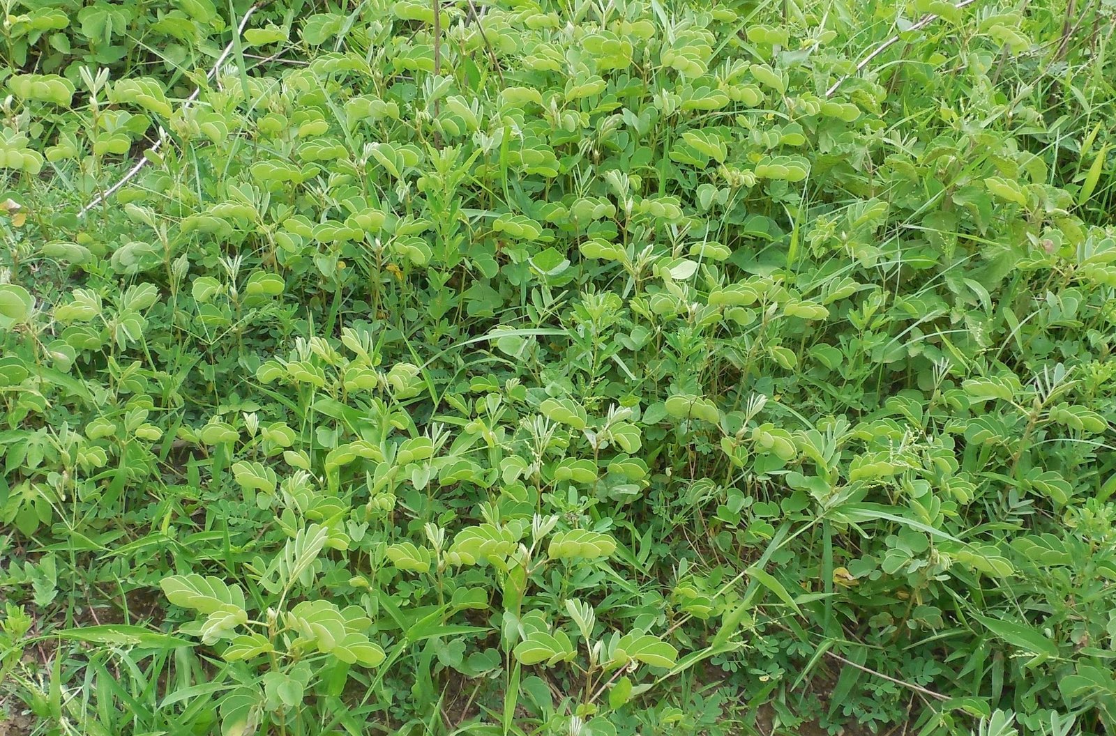 Manyad and Godavari River Basin Cotton and Mosambi Orchards