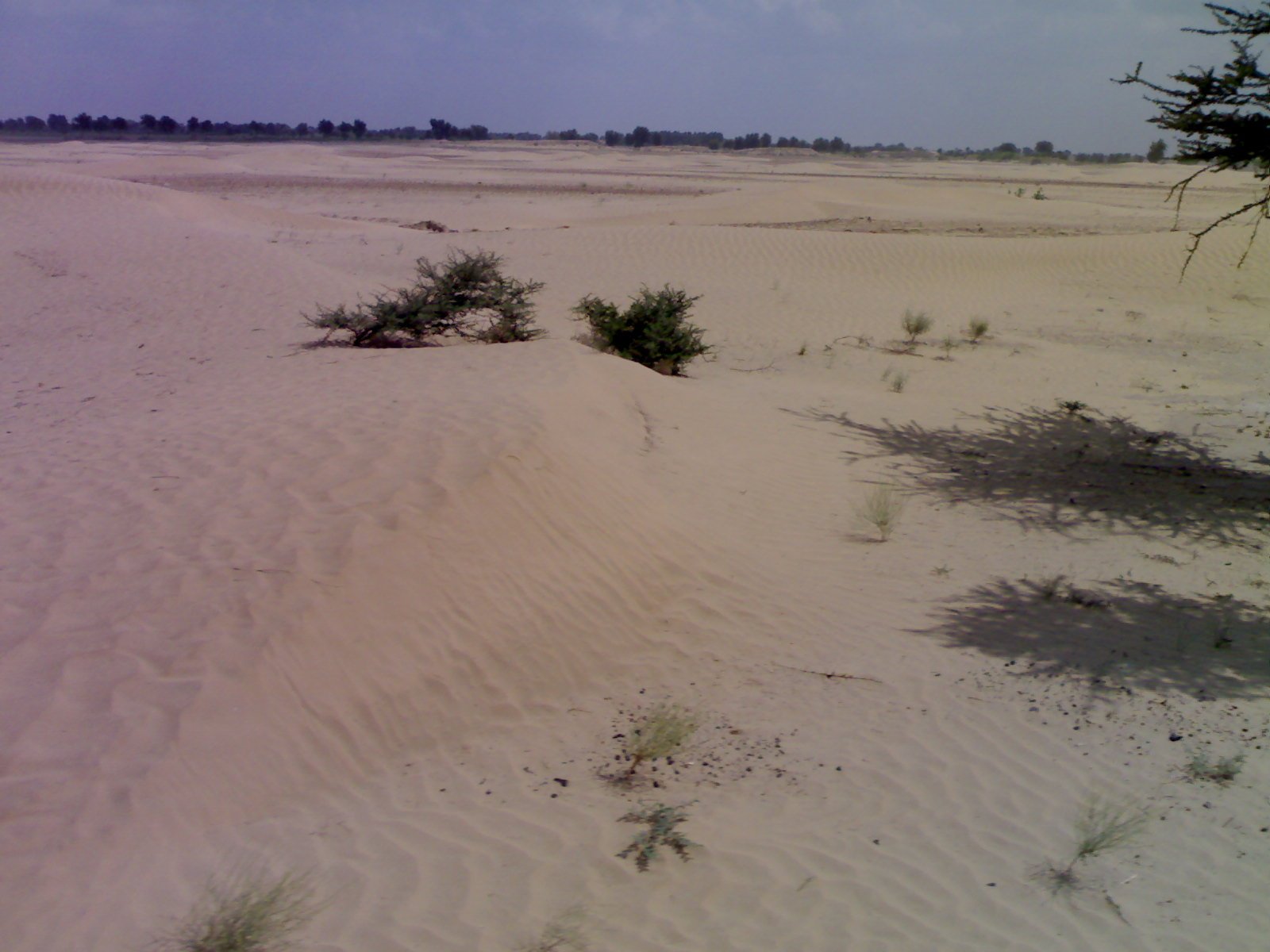 Thar Desert Dunes and Canal Network of North Rajasthan