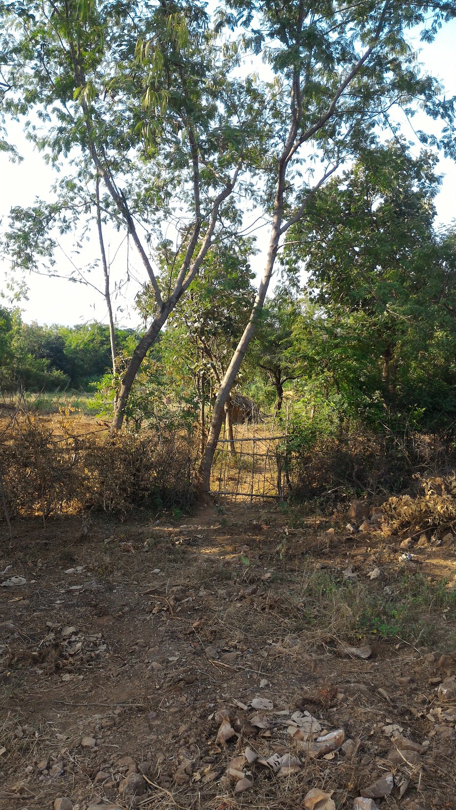 Shri Ambadevi Ancient Temple Pipariya