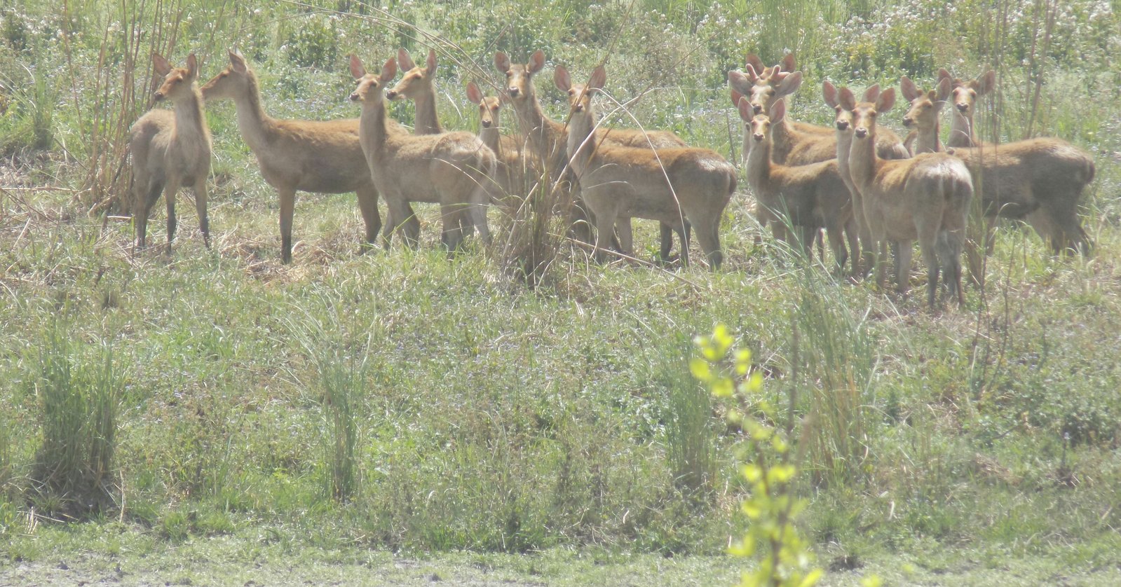 Kishanpur Wildlife Sanctuary and Jhadi Tal Wetland