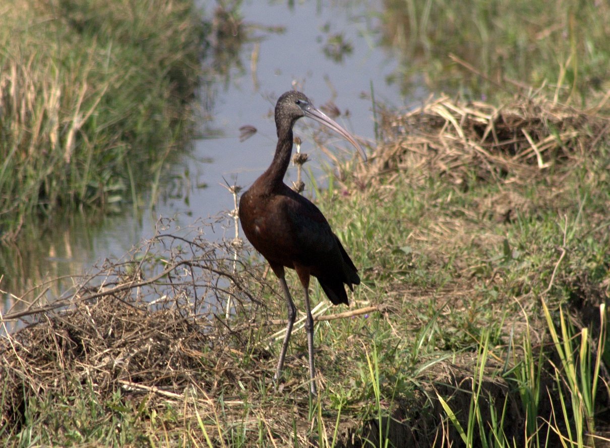 Nal Sarovar Bird Sanctuary Ramsar Wetland and Greater Flamingos