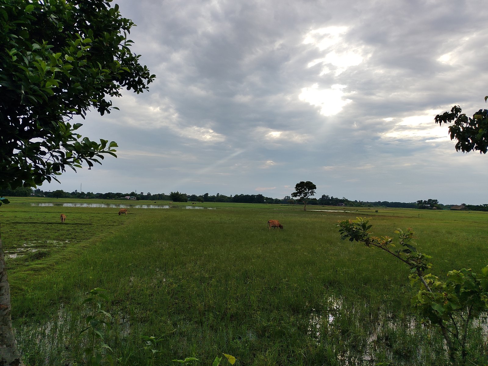 Landscape and Paddy Basin Nalbari