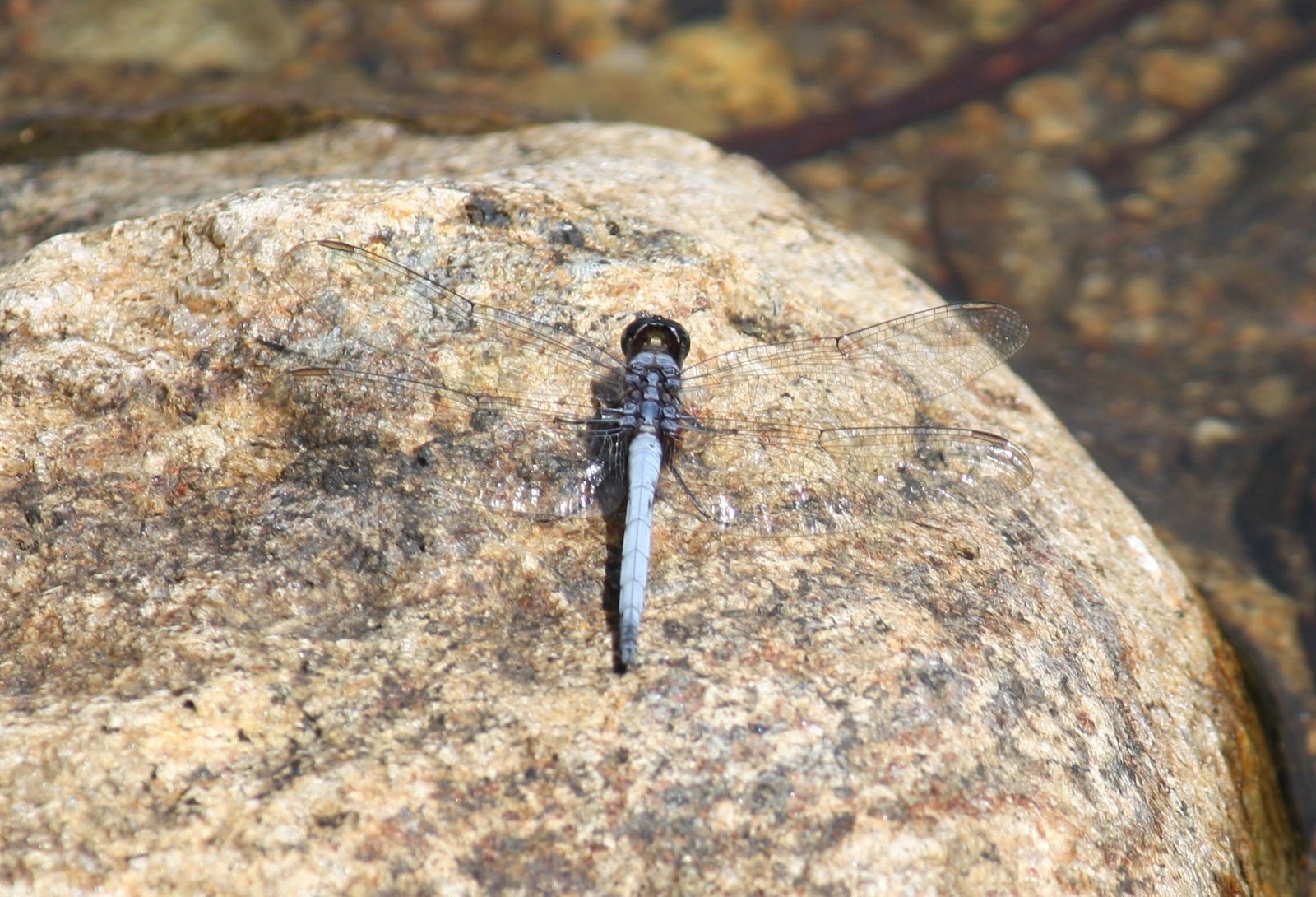Western Ghats Nature Stream and Flora Shenkottai