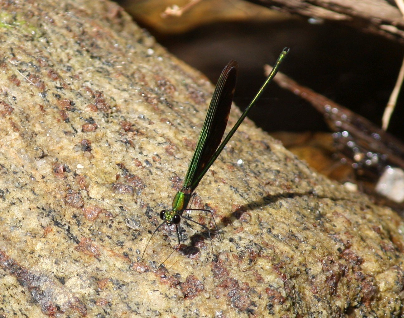 Gundar Forest Stream and Flora Shenkottai