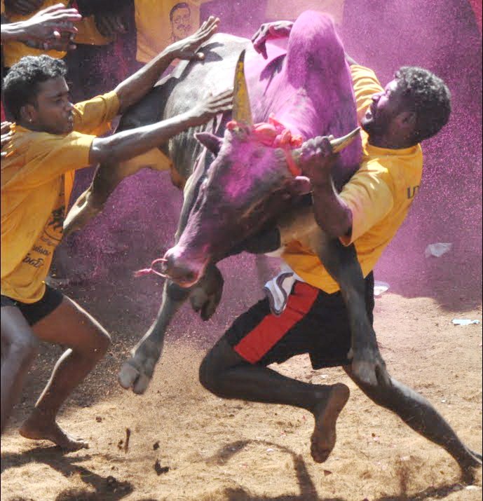 Traditional Jallikattu Festival Action near Vadipatti