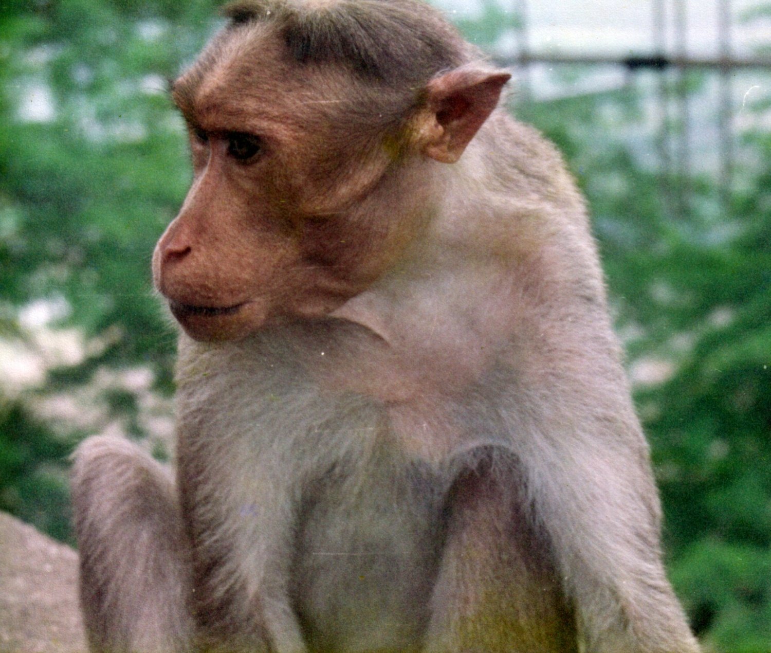 Sacred Monkey at Sholingur Temple Hill