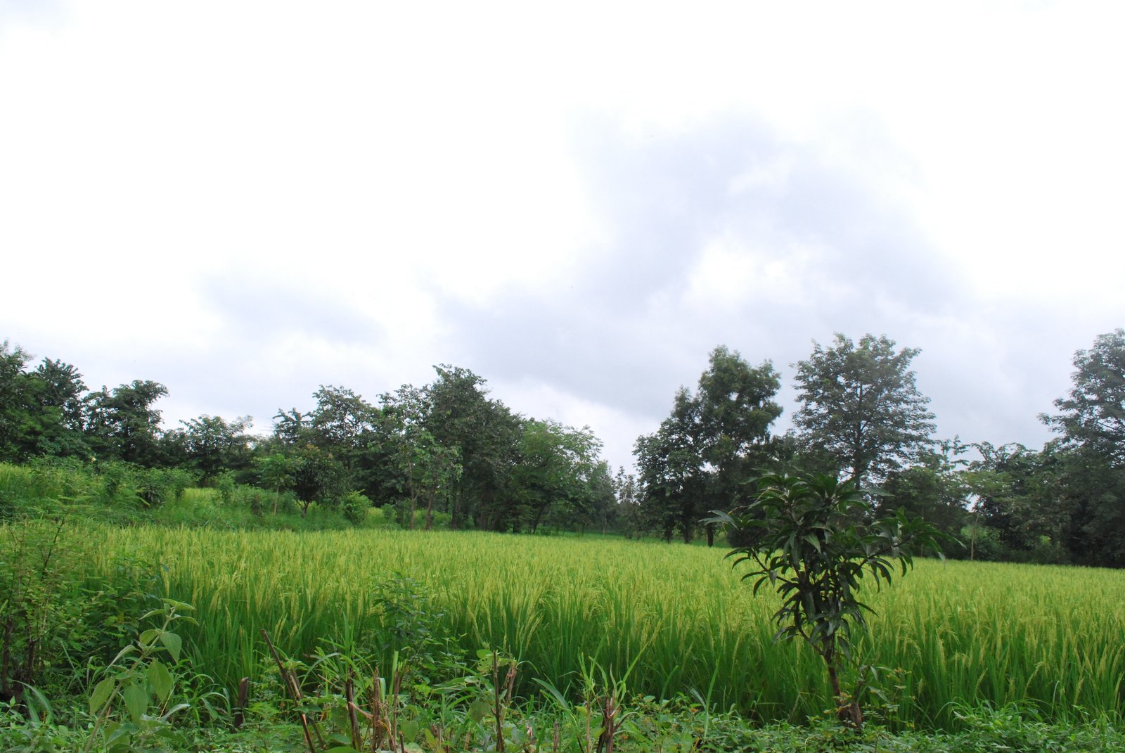 Nature Panchlai River Stream Pardi