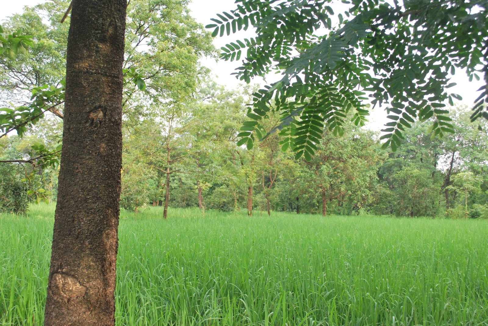 Panchlai Lush Greenery Pardi