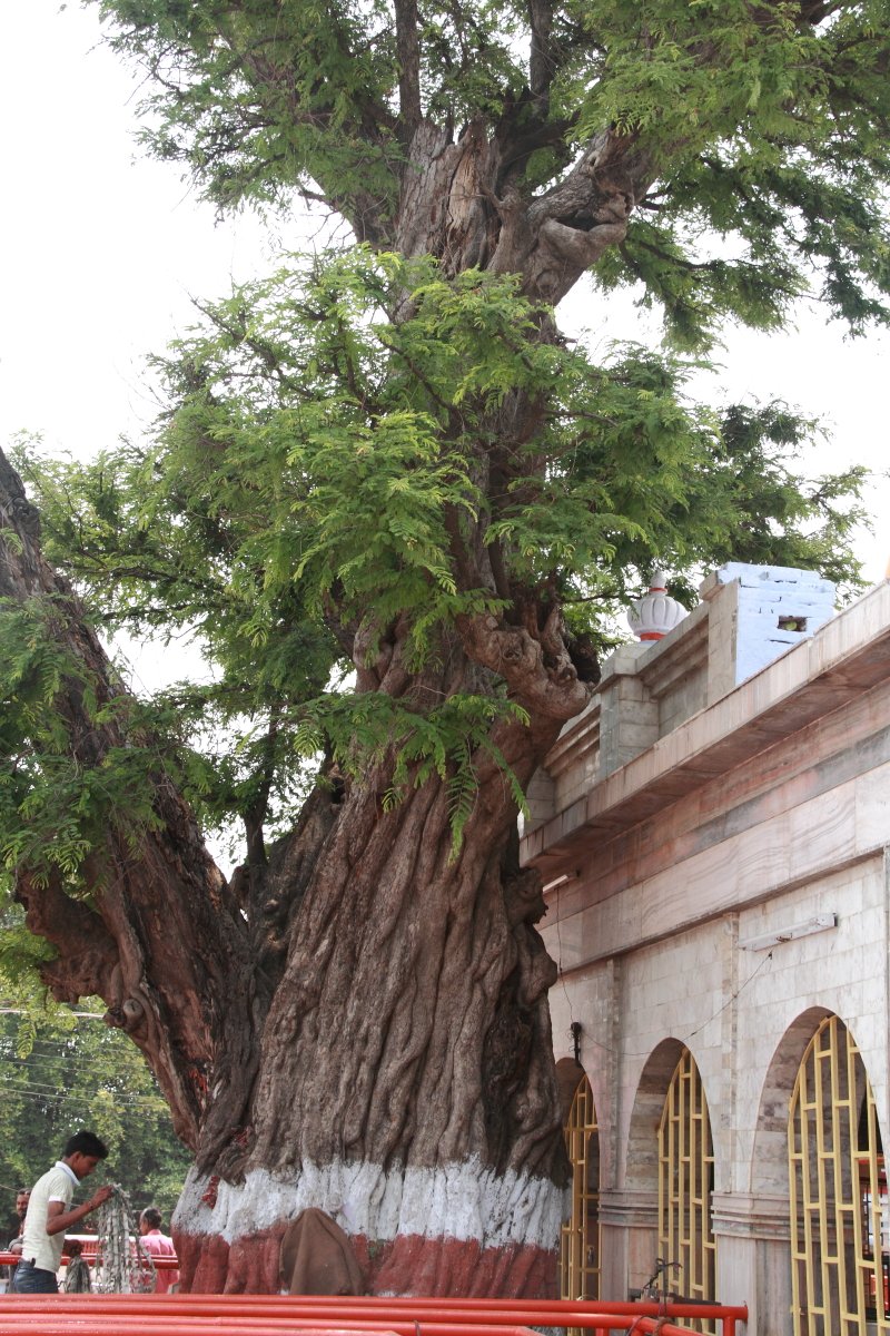 Ancient Imli Tree at Devi Patan Temple