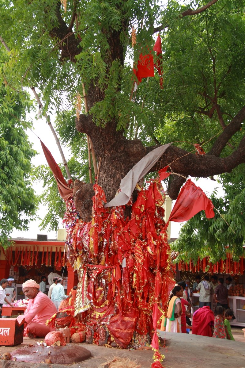 Tree of Wishes at Devi Patan Shrine