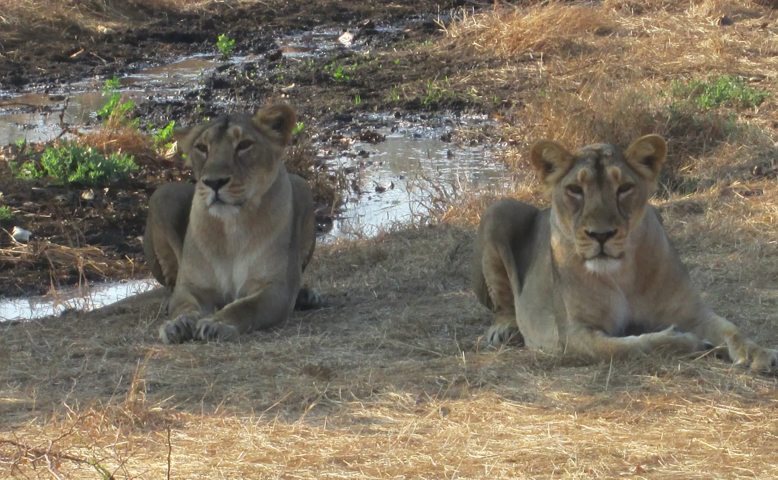 Sasan Gir National Park