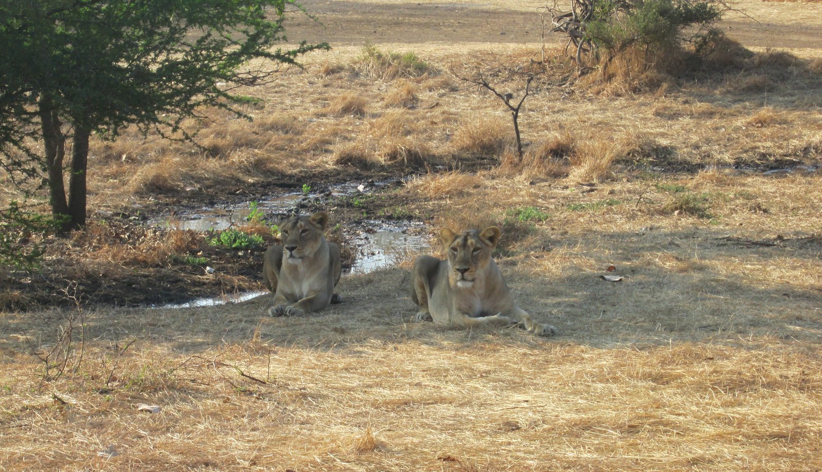 Pantnagar Airport, Sasan Gir