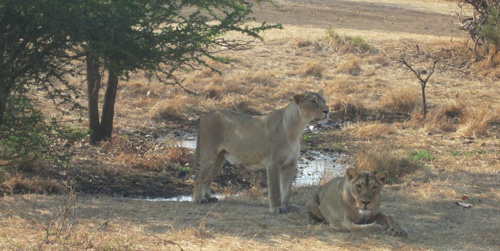Kathgodam, Sasan Gir
