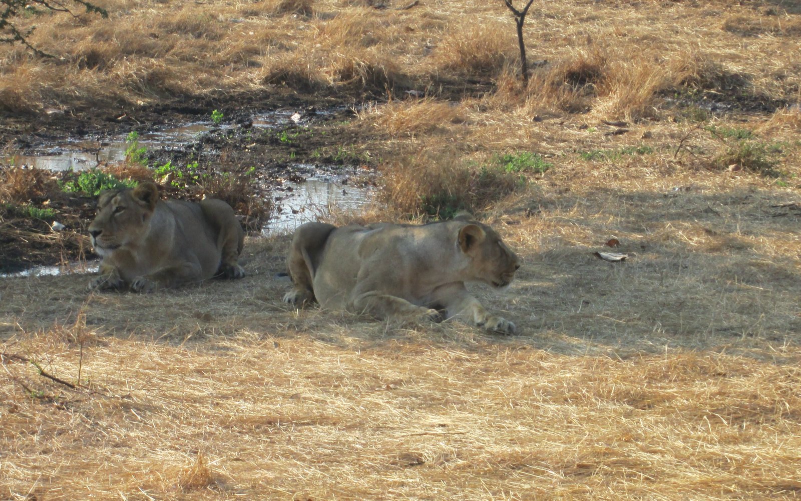 Dehradun, Sasan Gir