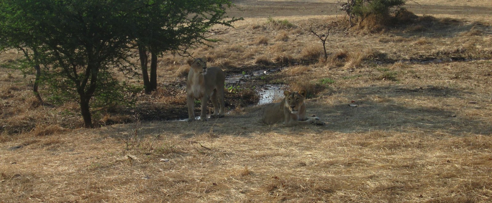 Bal Mithai, Sasan Gir