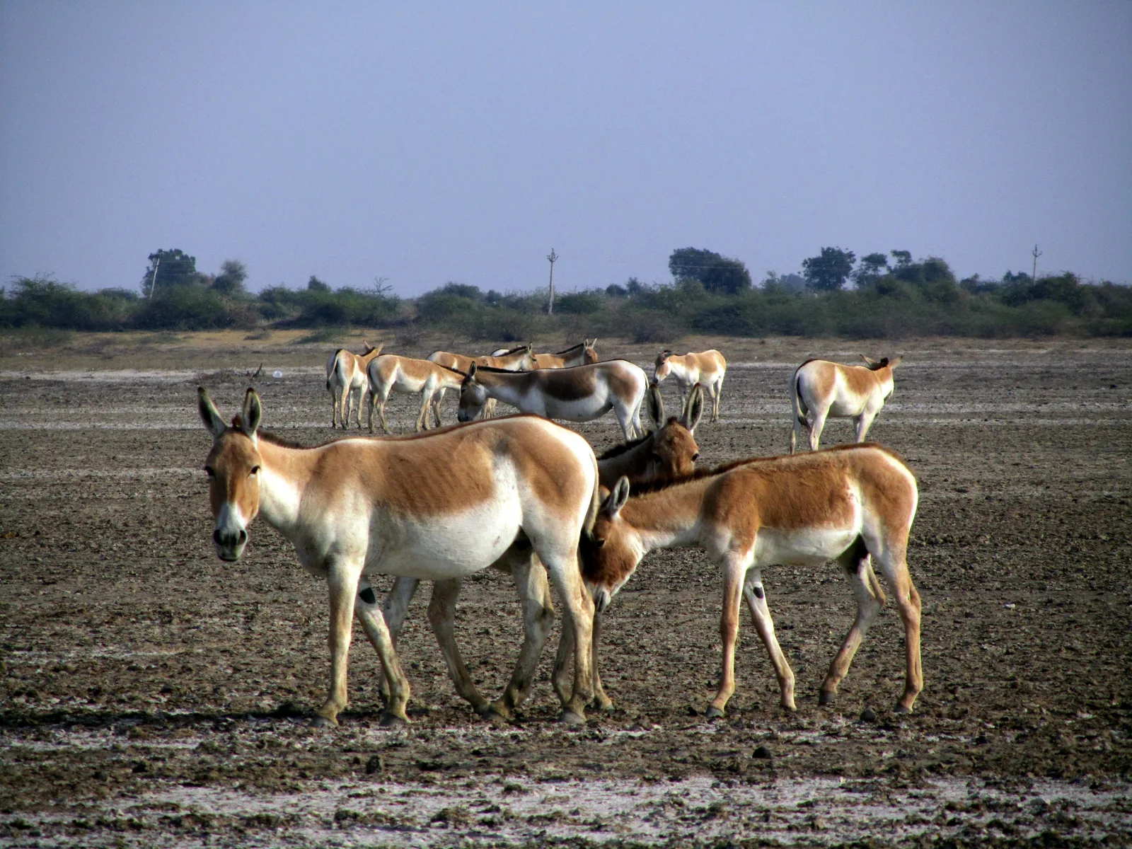 Dholavira