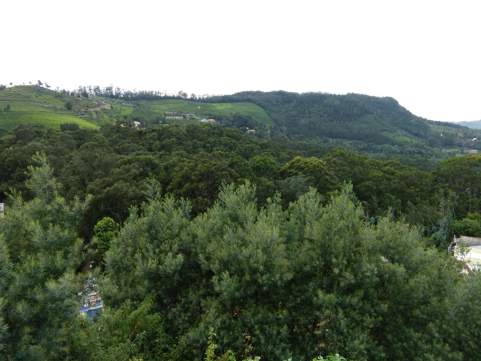 Evergreen Mountain Forest Canopy and Tea Terraces in South India