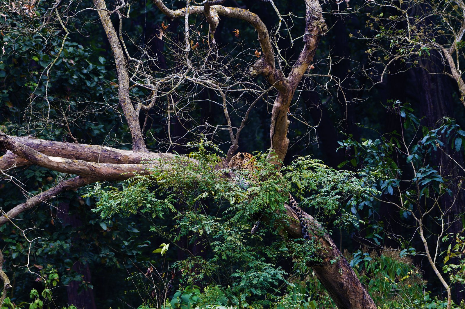 Kathgodam, Rajaji National Park