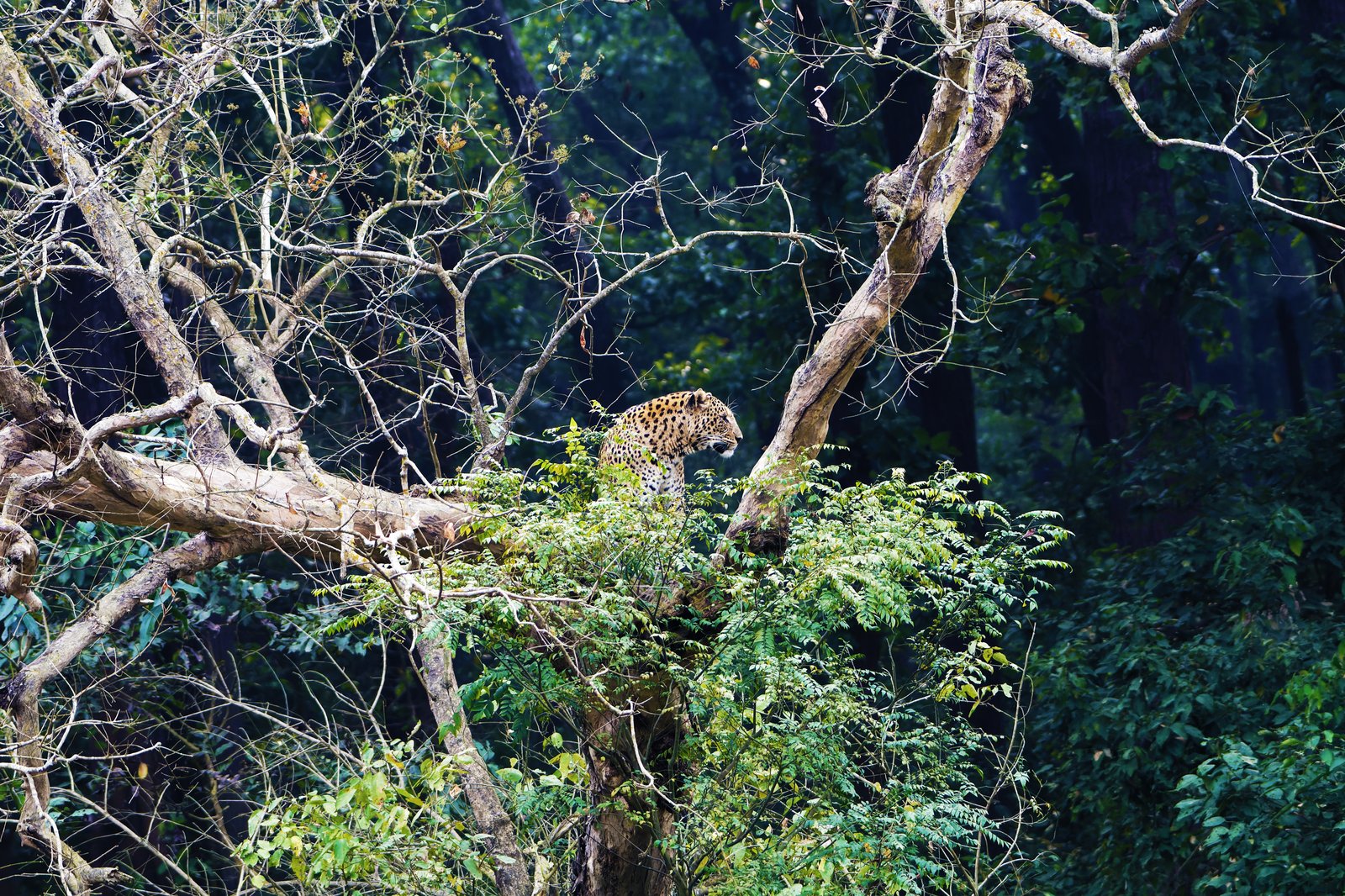 Dehradun, Rajaji National Park