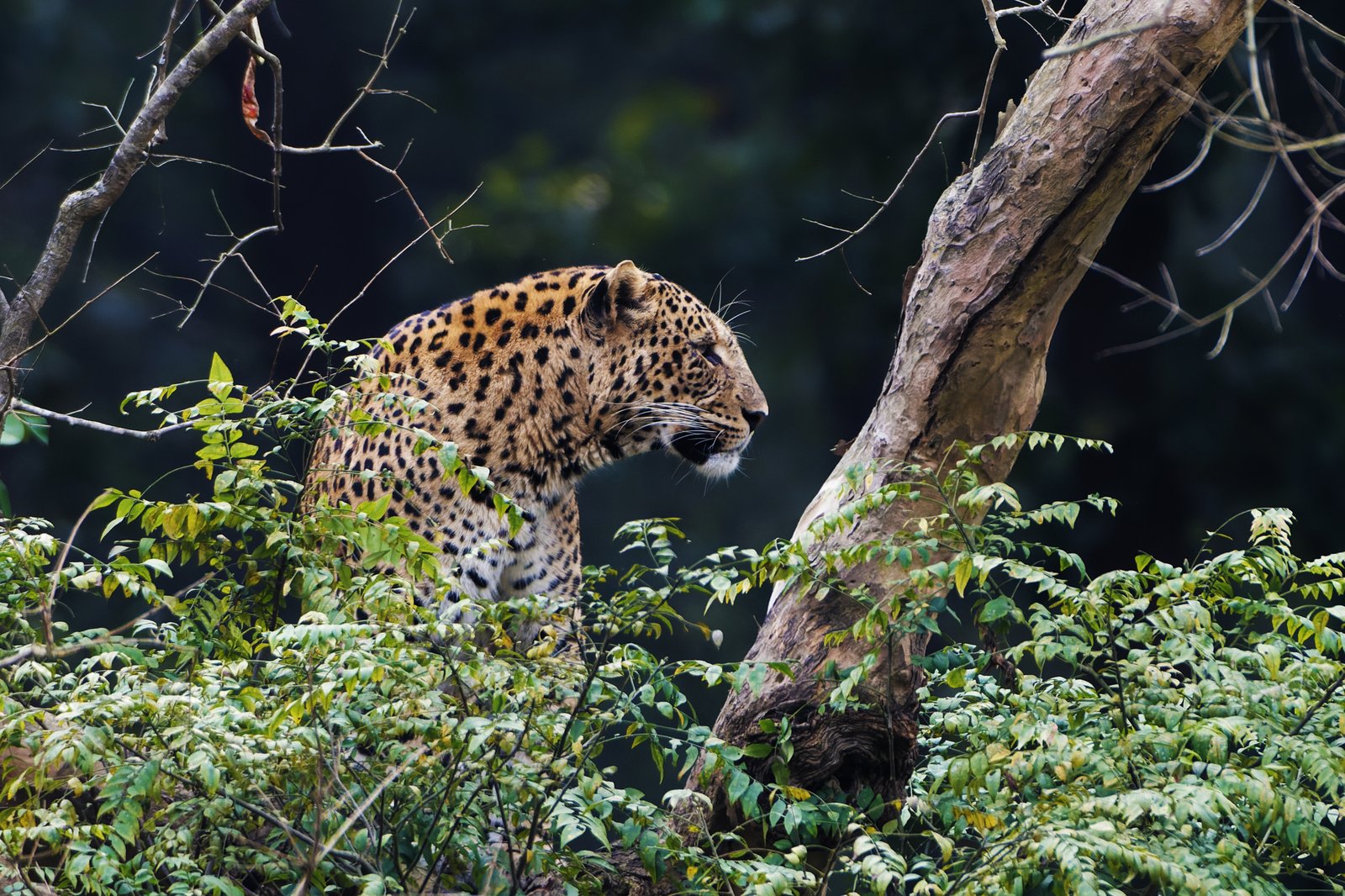 Bal Mithai, Rajaji National Park