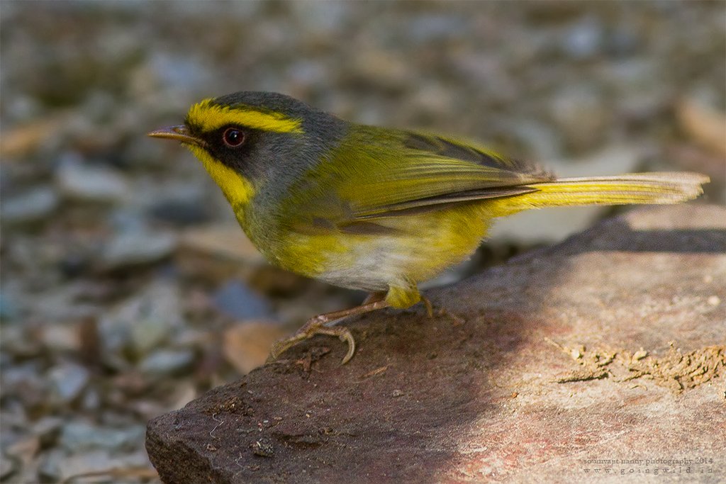 Kilbury Bird Sanctuary, Pangot