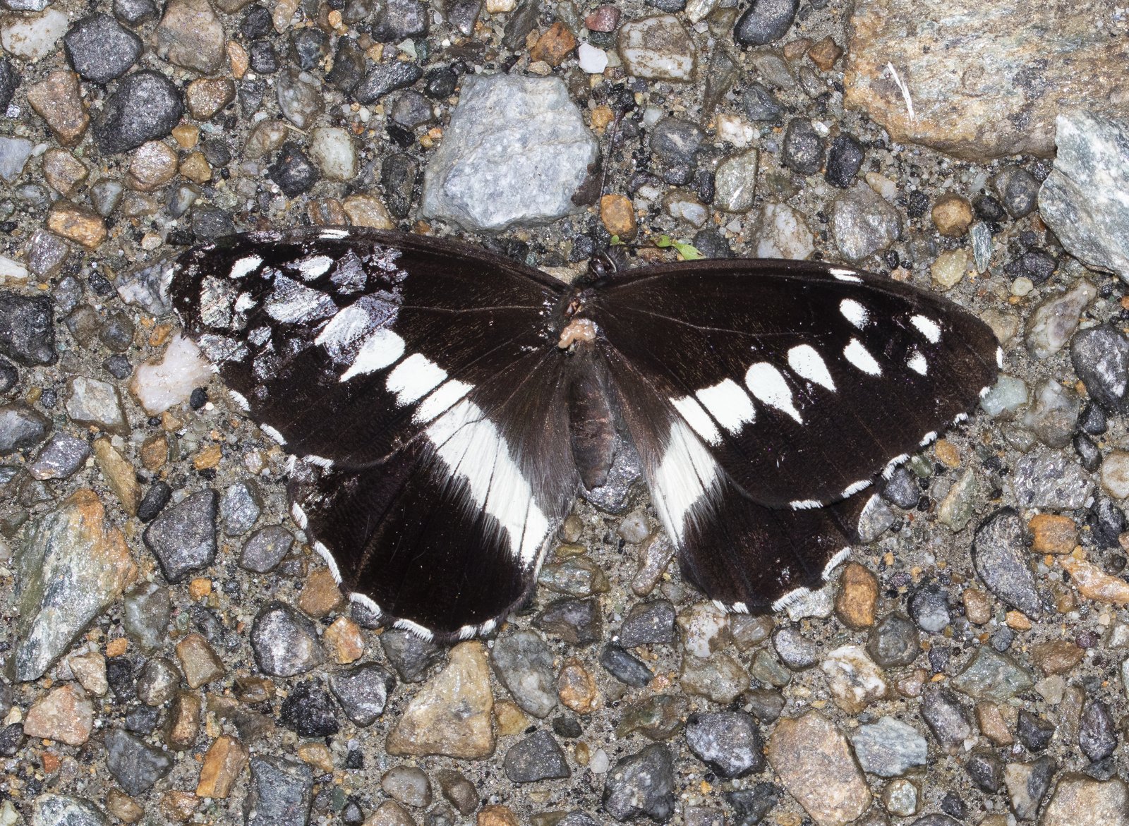 Open wing of Aulocera loha Doherty, 1886 - Eyeless Satyr - Dead individual