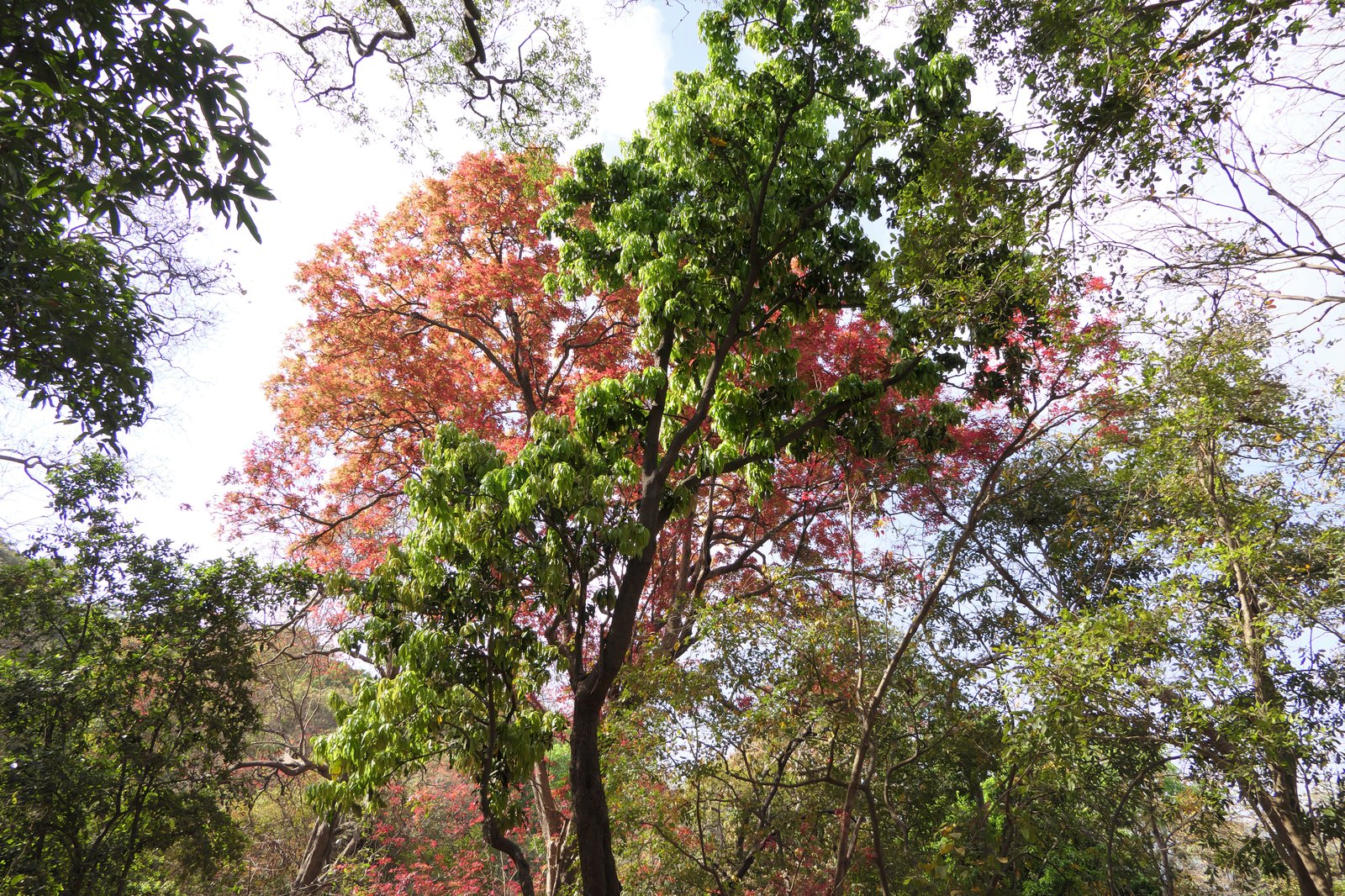 Nagla Pine Forest & Nature Trails, Nagla