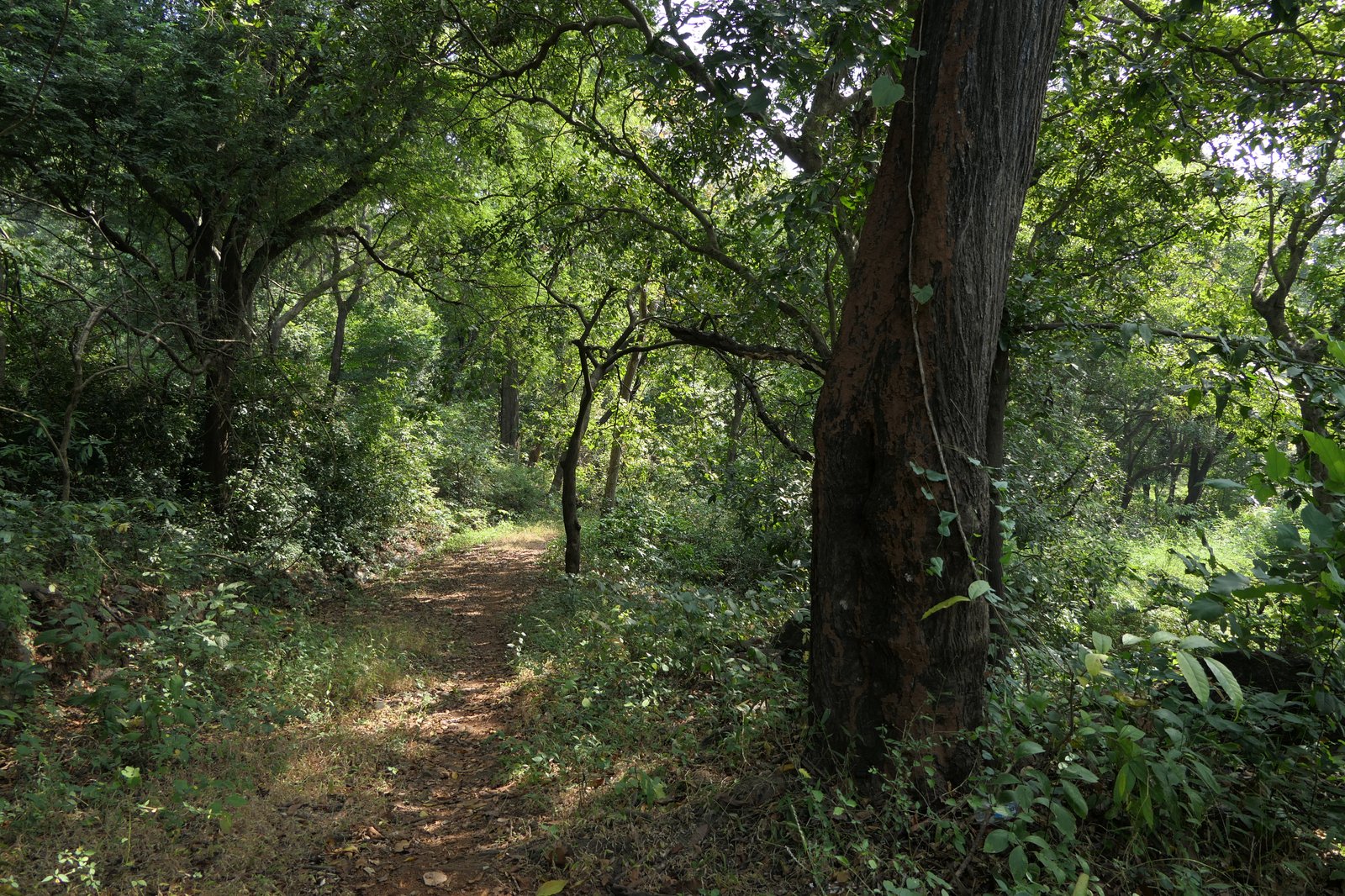 Nagla forest (51701612283)