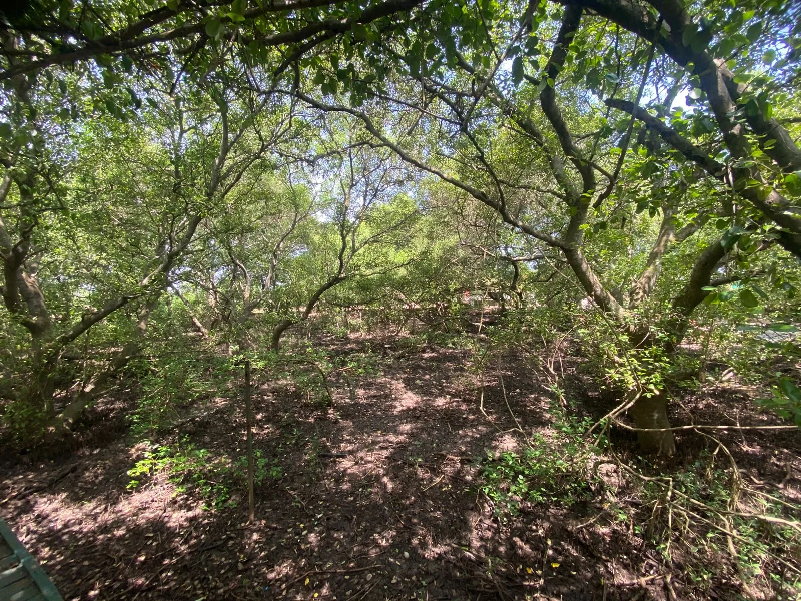 Dense Mangrove Forest Canopies and Tidal River Creeks in Kerala