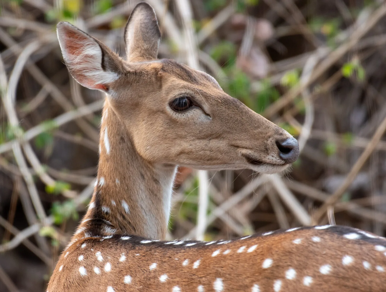 Alikatta Grasslands Pench