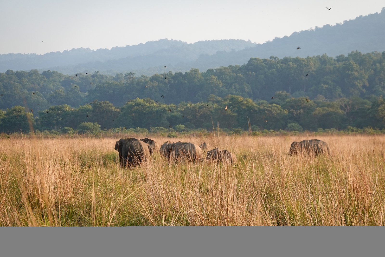 Wild Asian Elephants in Corbett Forest