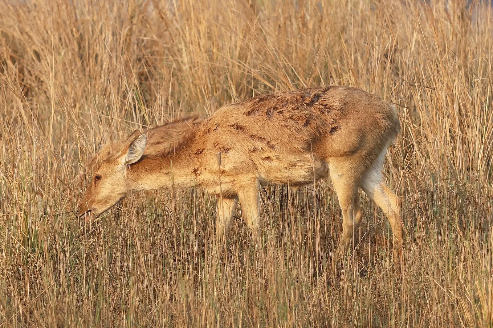Hard Ground Barasingha Kanha