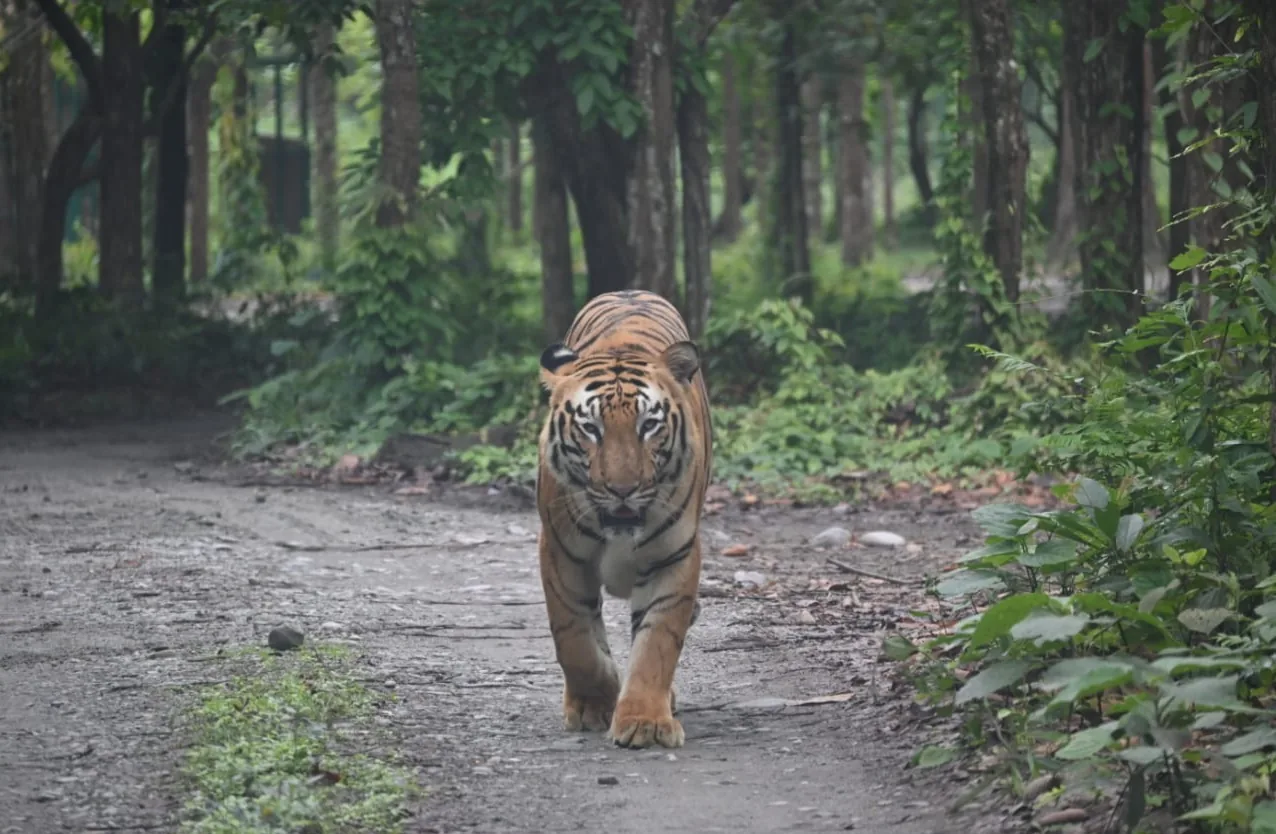Bengal Safari Siliguri