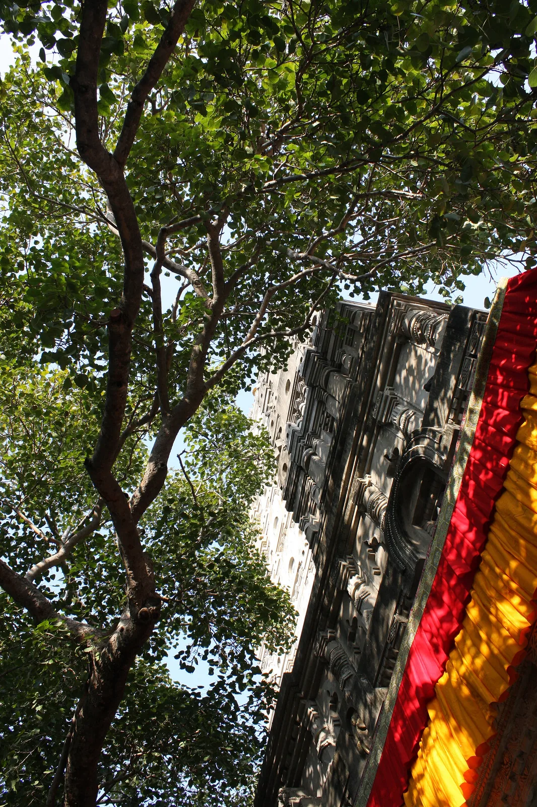 Sacred Bodhi Tree Bodh Gaya