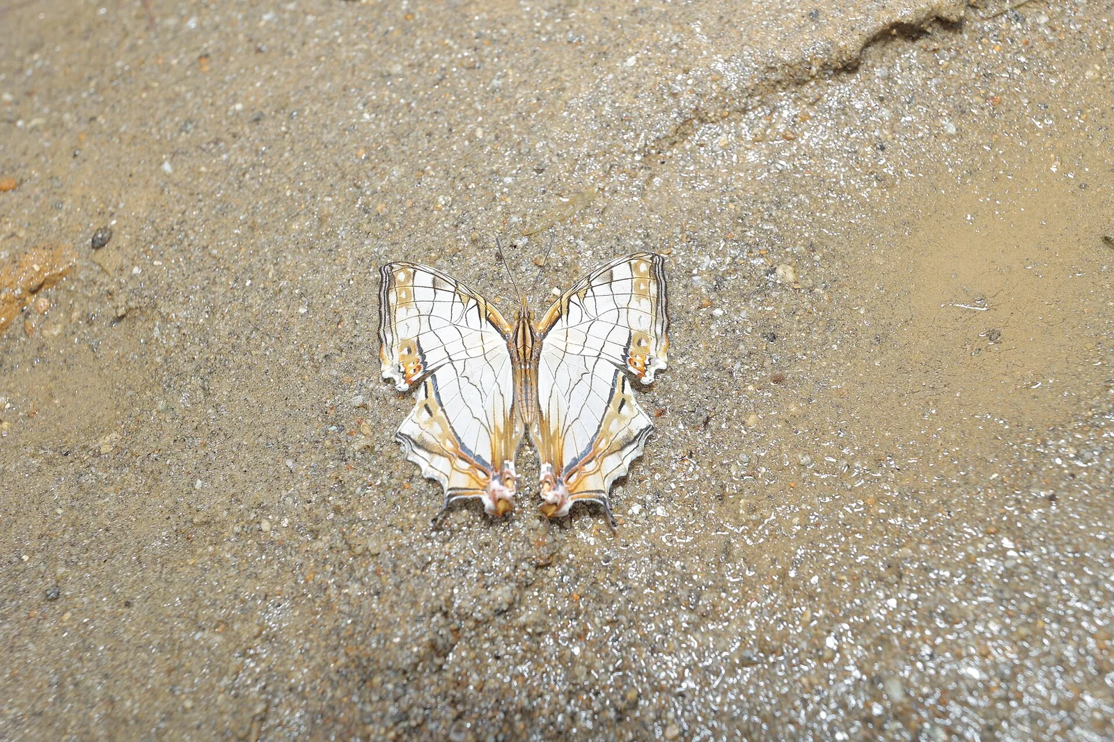 Butterfly Museum Sattal