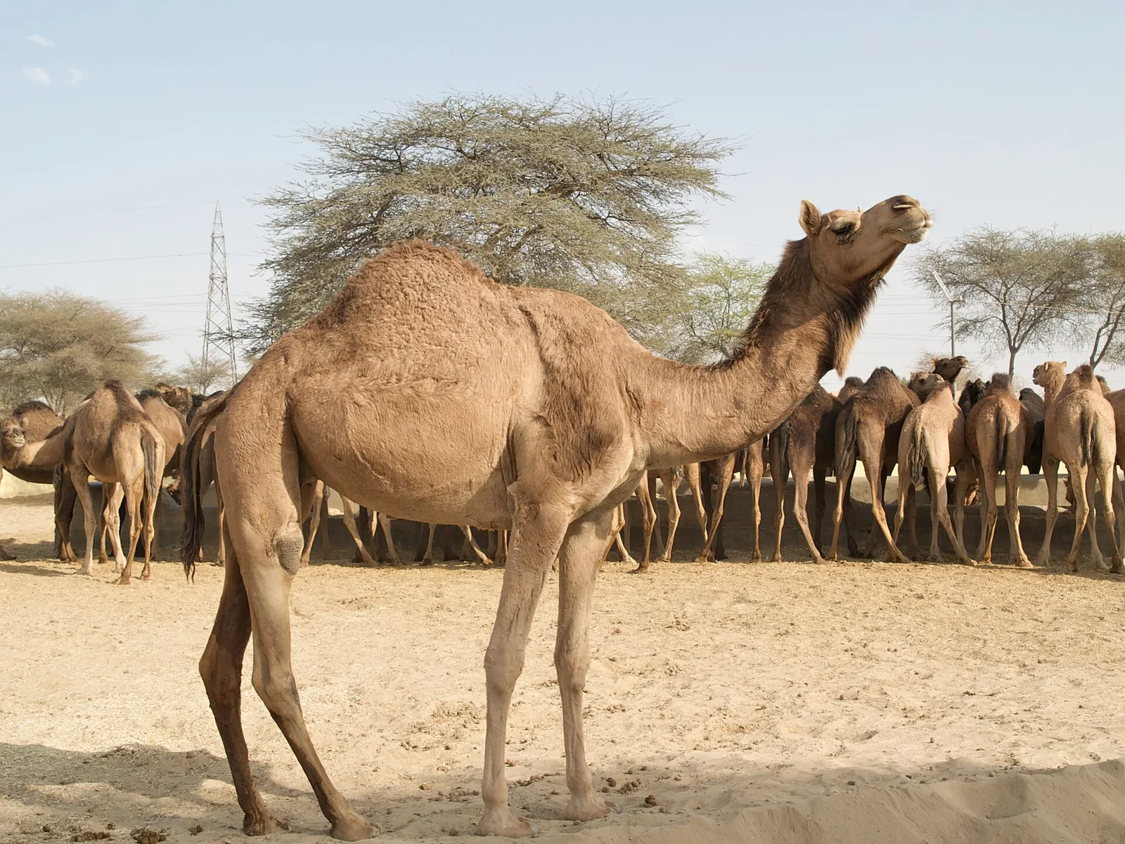 National Research Centre on Camel Bikaner