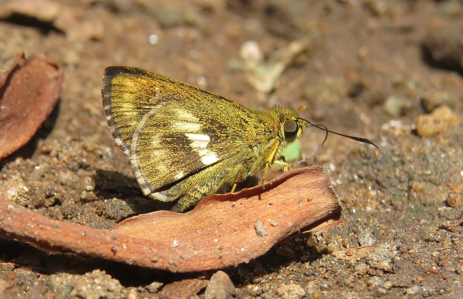 Chandoli National Park Sangli