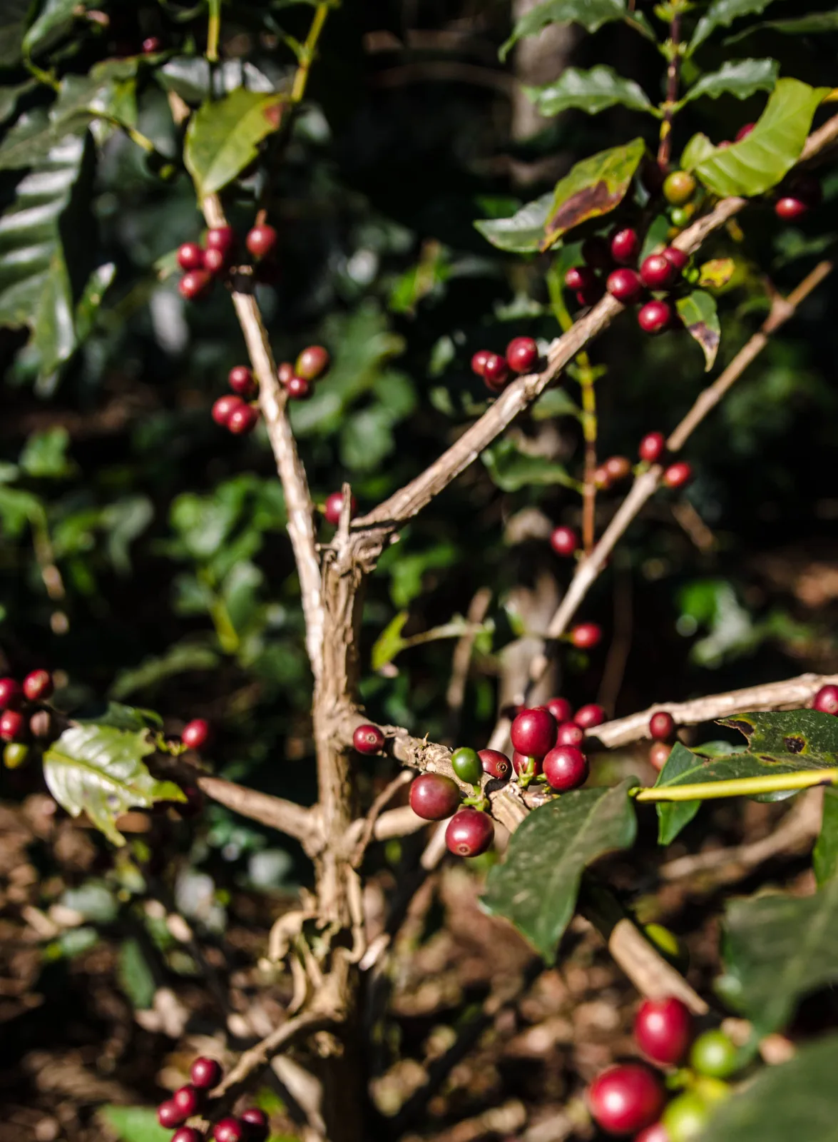 Coffee Plantation Chikmagalur