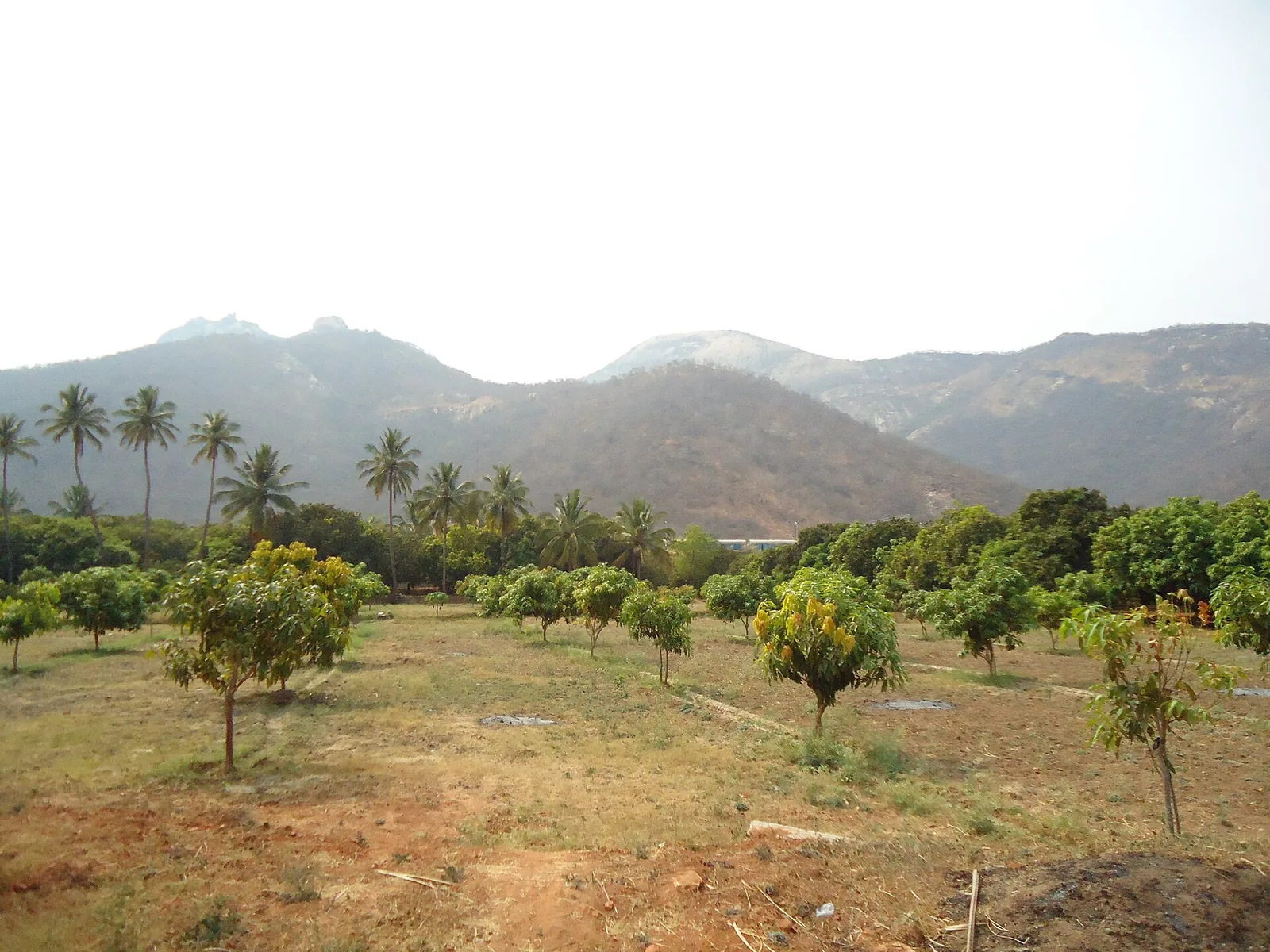 Chittoor Mango Orchards Farming