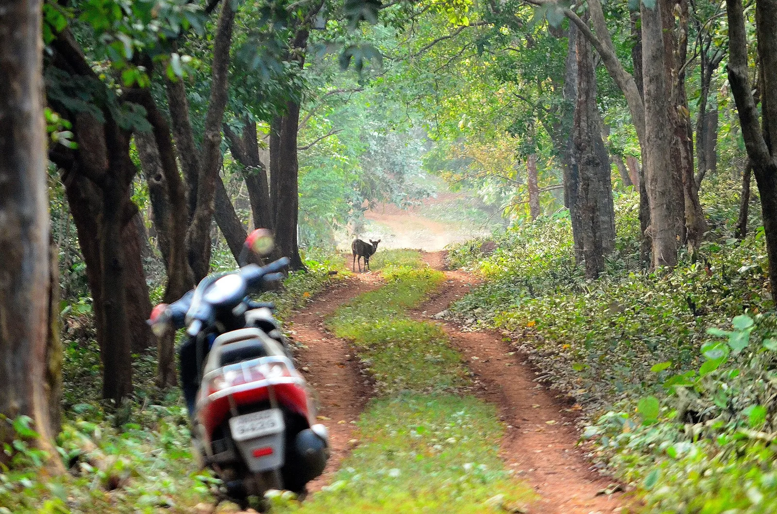 Dalma Wildlife Sanctuary