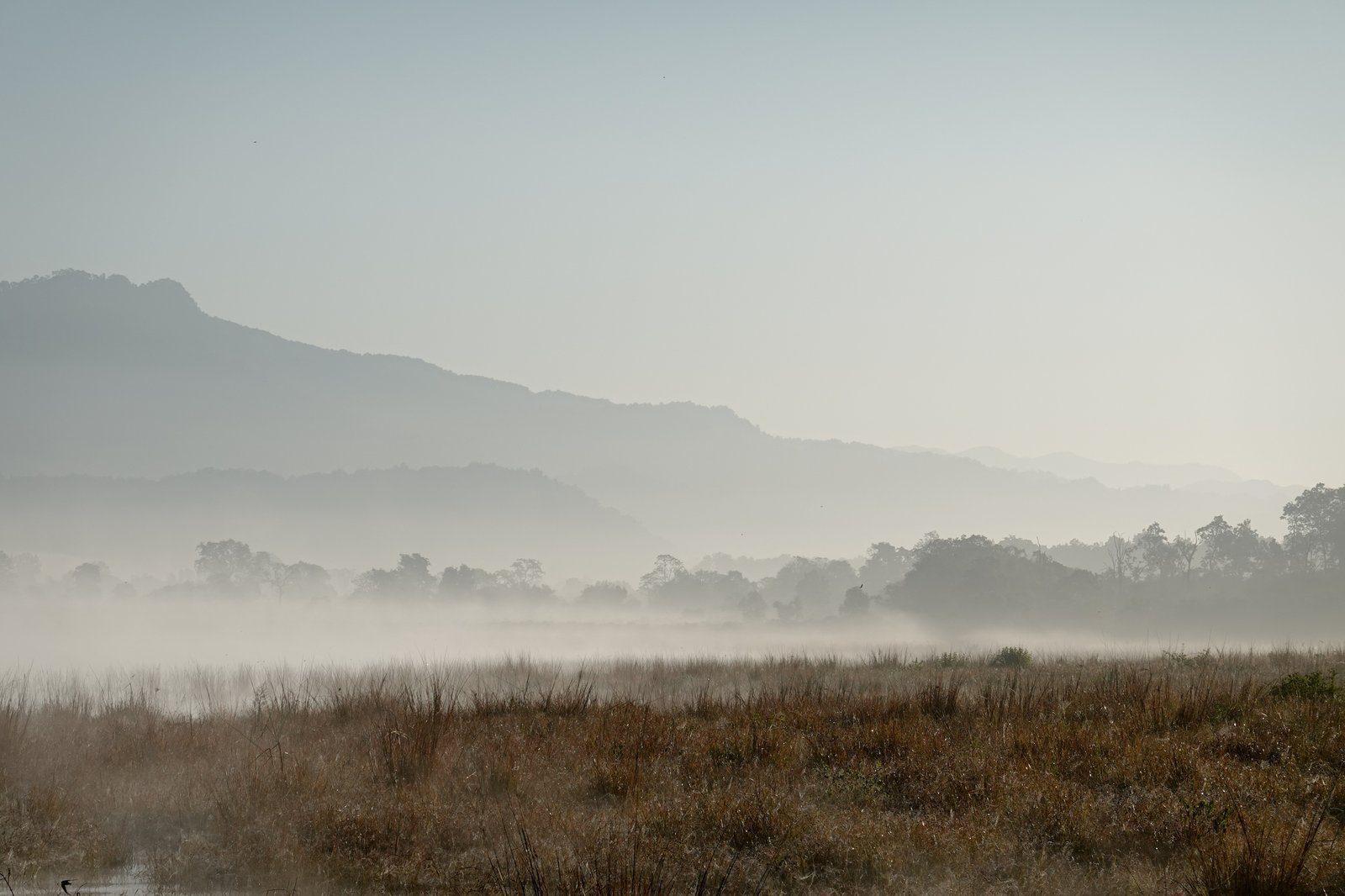 Dhikala Grasslands Ramganga Valley Jim Corbett
