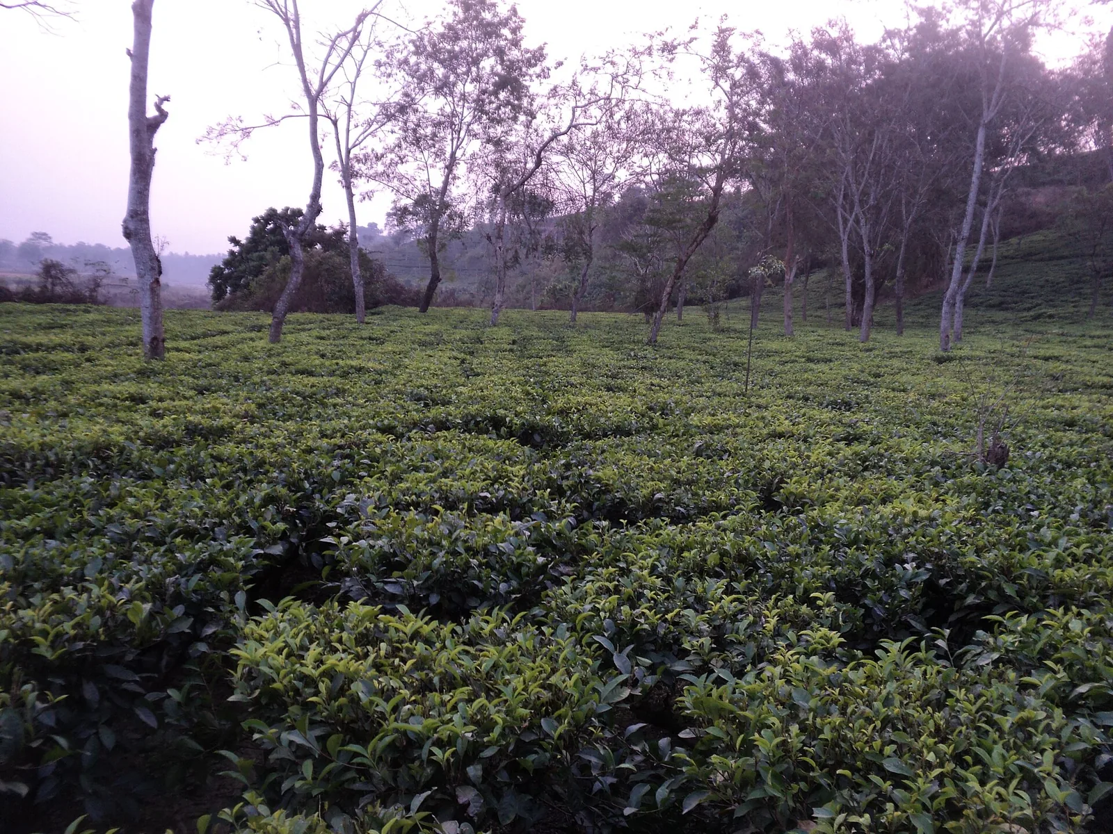 Dolu Tea Estate Barak Valley Silchar