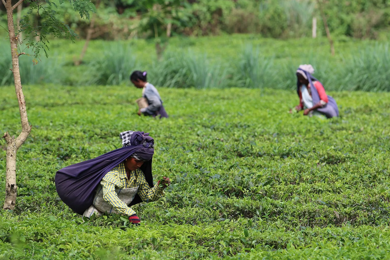 Dooars Tea Gardens Jalpaiguri