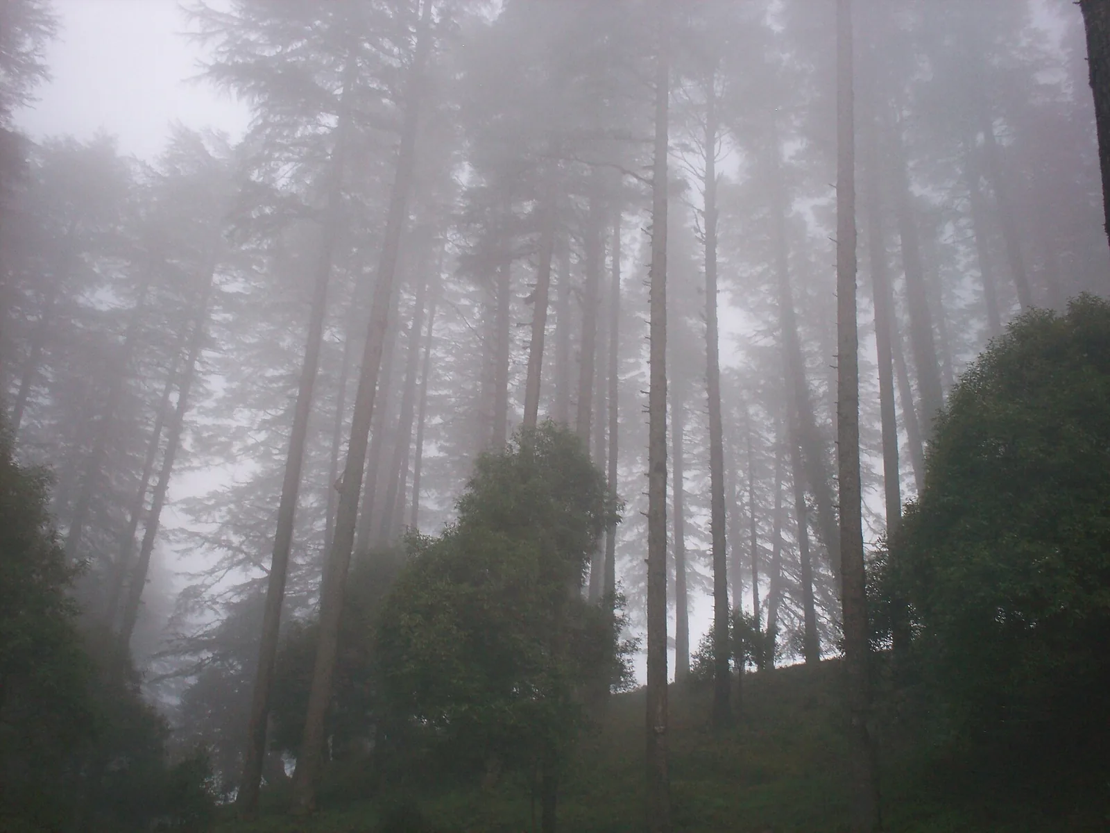 Eco Park Dhanaulti Kanatal