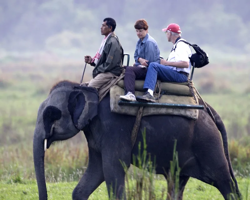 Elephant Safari Kaziranga